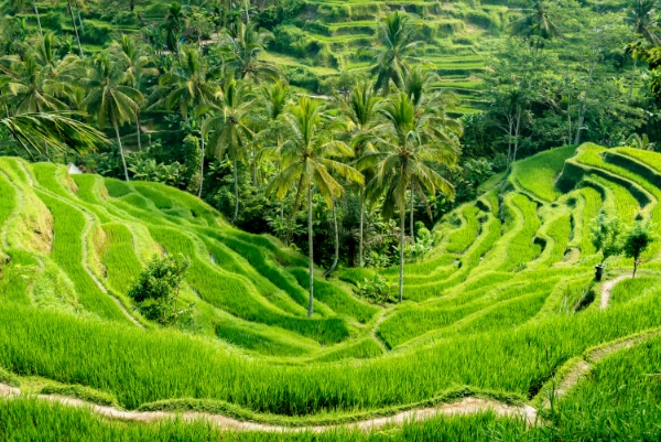 natural "stairs" with grass and palm trees on a hill in ubud